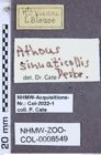 Etiketten zu Athous sinuaticollis (NHMW-ZOO-COL-0008549)